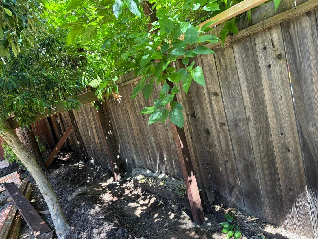 Weathered leaning fence with a lemon tree in front, before replacement
